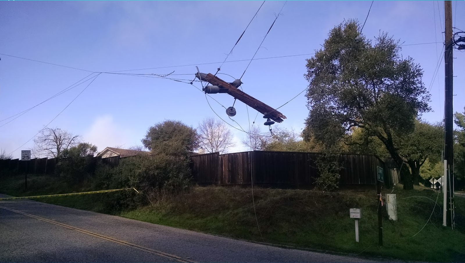 Fallen tree